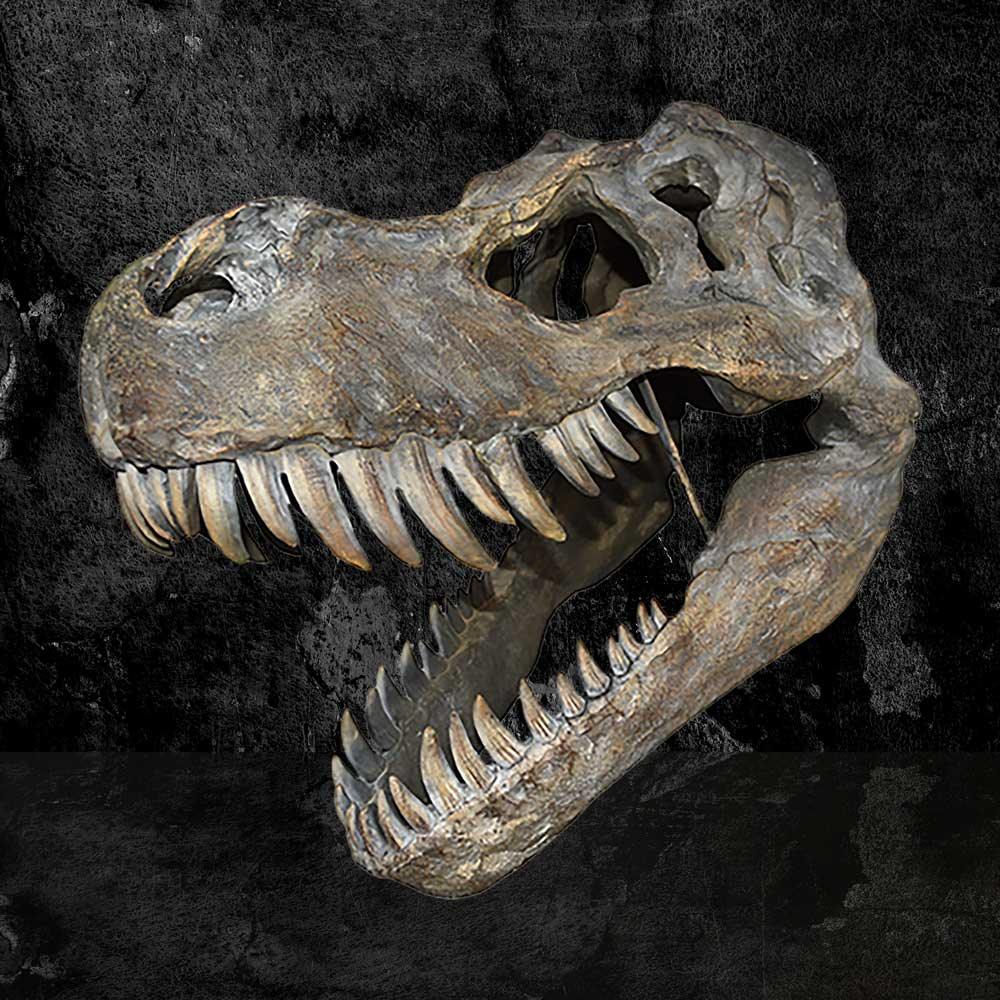 Tyrannosaurus Rex Skull Large 51.5cm B/strap - Buy Wall Hanging Sculptures at GiftMasters.co.uk