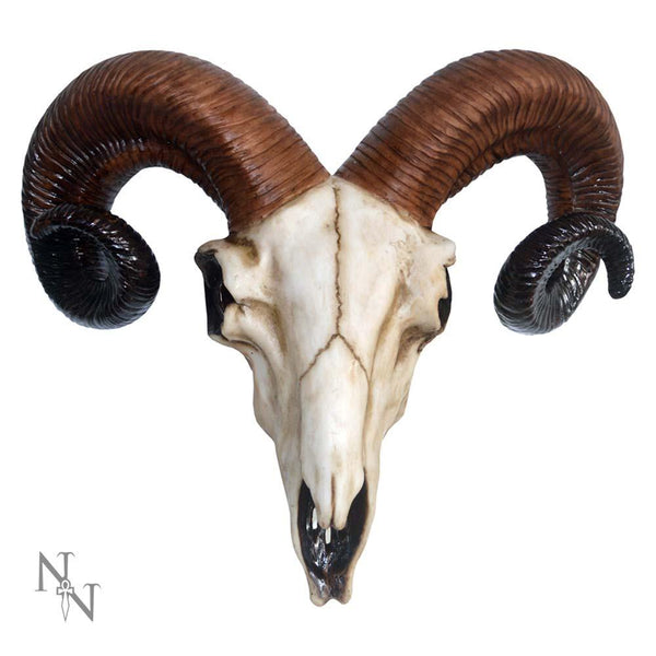 Rams Skull Medium 33cm - GiftMasters.co.uk