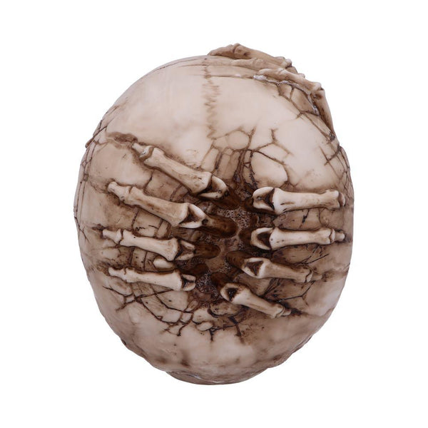 Breaking Out Skull (JR) 20cm Ornament - GiftMasters.co.uk