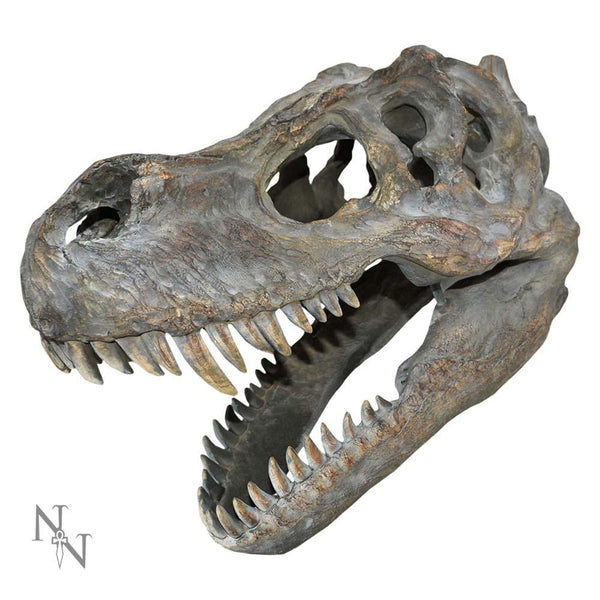 Tyrannosaurus Rex Skull Small 39.5cm B/strap - GiftMasters.co.uk